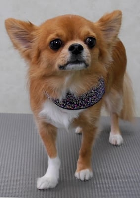 杉野フィリオちゃん