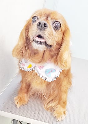 橋口ルビーちゃん