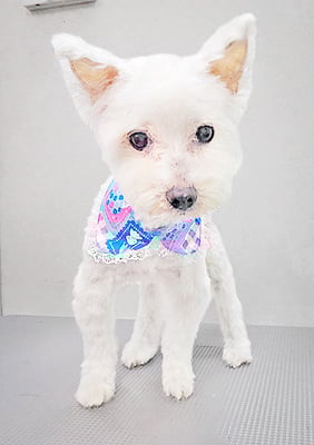 福元ミルクちゃん