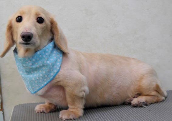 鳥越ハッピーちゃん