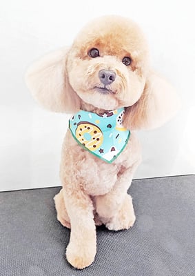 佐多ぶいちゃん