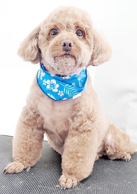 新屋敷コウちゃん