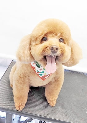 木村プリンちゃん