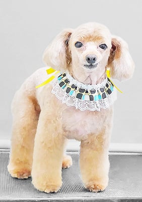 森崎ネネちゃん