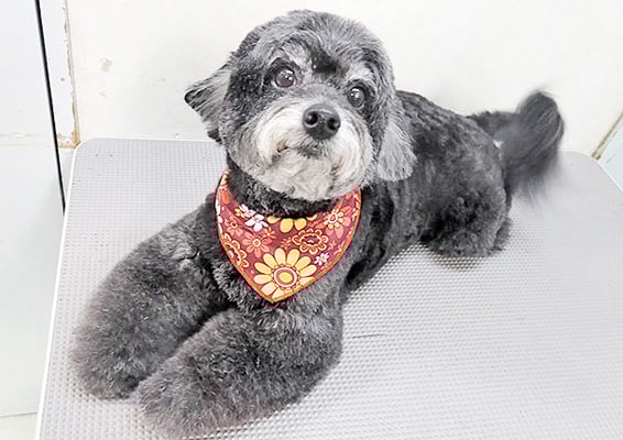 菅原クーちゃん