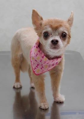 江上ベベちゃん