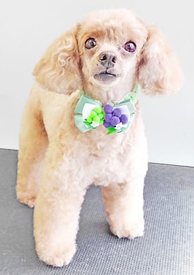 森崎ネネちゃん