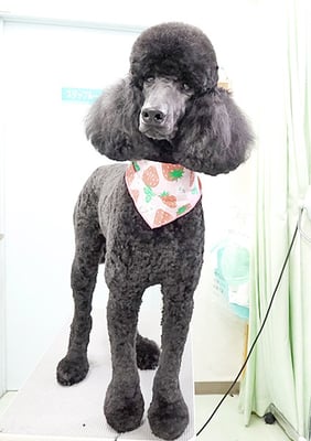 中野小豆ちゃん