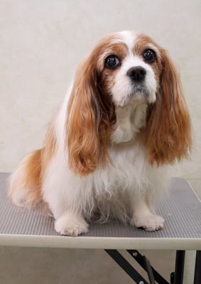 福留ジルちゃん