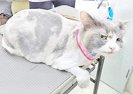 井之上サクちゃん