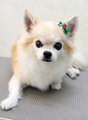 小牟禮ラッキーちゃん