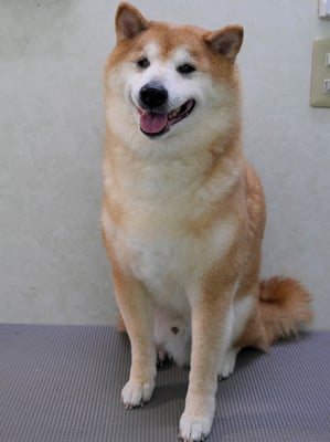 竹崎クウちゃん