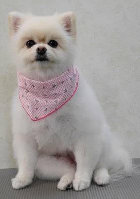 千葉チビちゃん