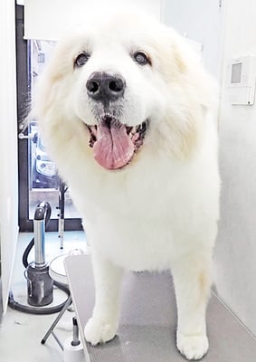 田代メイちゃん