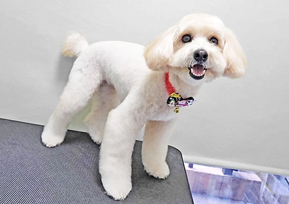 中川アロハちゃん