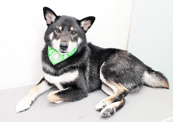 貴島ボタンちゃん