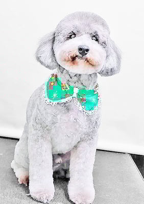 橋口最中ちゃん