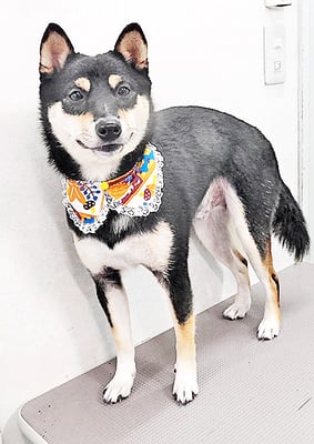 平野れんちゃん