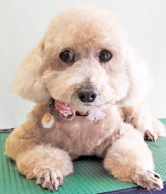 小野ハナちゃん