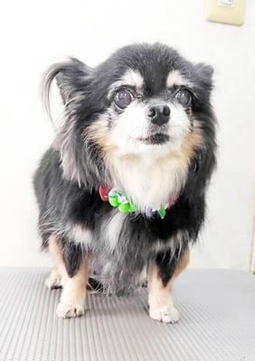 福留まろちゃん