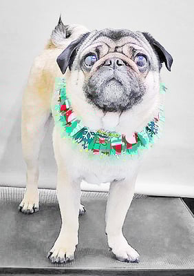 田邊ギンちゃん