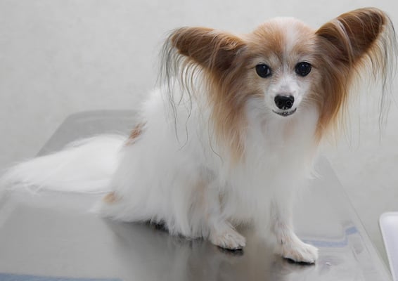 児島ヴィヴィアンちゃん