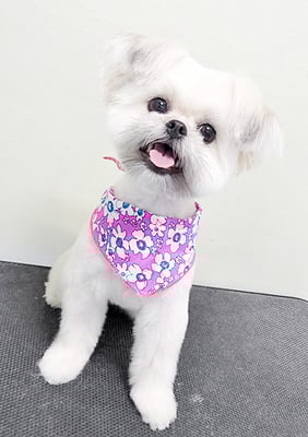 太崎ちゅらちゃん