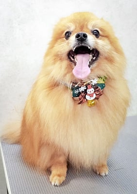 大井ポンタちゃん