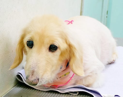 鳥越ハッピーちゃん