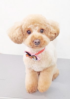 福島ベルちゃん