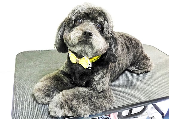 菅原クーちゃん