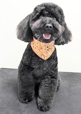 本坊ダノちゃん