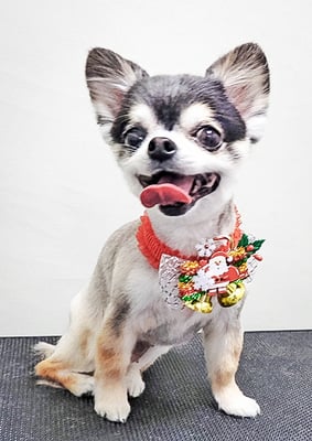 鮫島ララちゃん