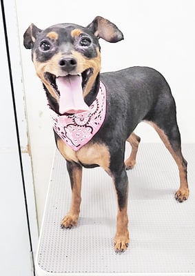 宮下フランちゃん