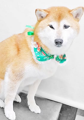 姶良レンちゃん