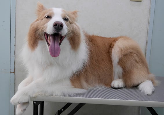 森本アンズちゃん