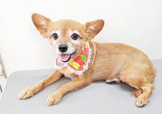 助村ルウちゃん