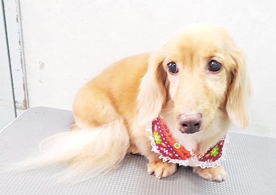 前薗パルちゃん