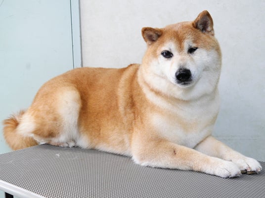 竹崎くうちゃん