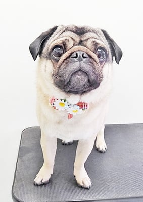 田邊ギンちゃん