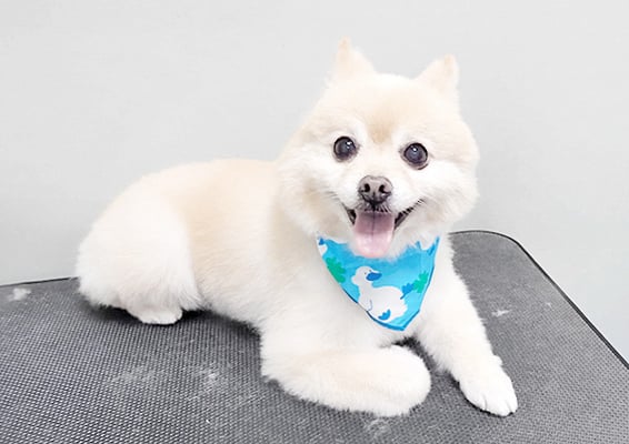 徳留クマちゃん