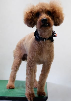 前田ソルファちゃん