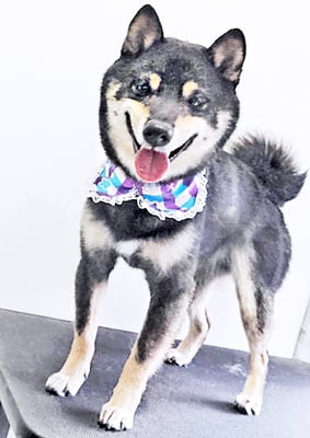 中野めらんちゃん