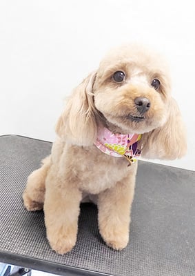 大坪ラテちゃん