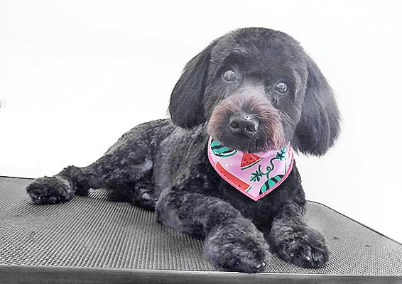 川元ポムちゃん