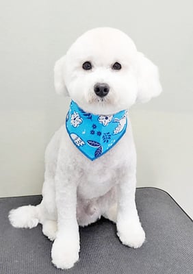 山小田アンディちゃん