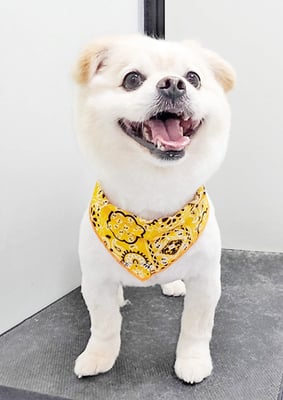 中園もかちゃん