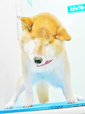 瀧川カルちゃん