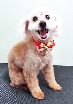 伊集院ペロちゃん