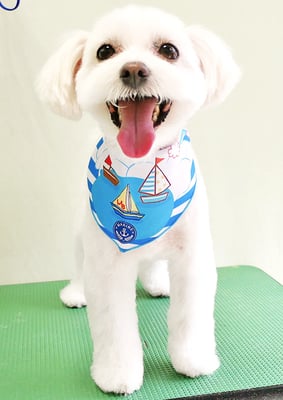 中山マルちゃん